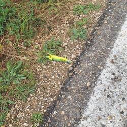 Pretty sure he's dead...but not getting TOO close, just in case it's a prank!!!