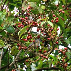 Olive-gray Saltator