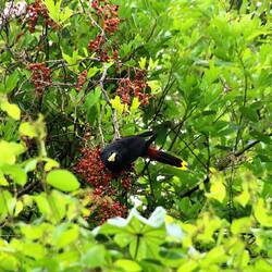 Crested Oropendola