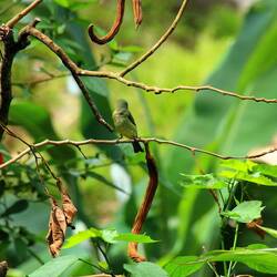 Swallow Tanager (female)