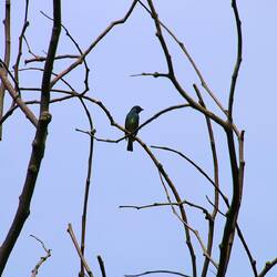 Swallow Tanager (male)