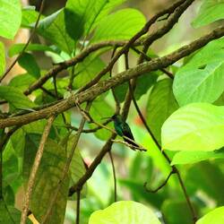 White-vented Plumeleteer