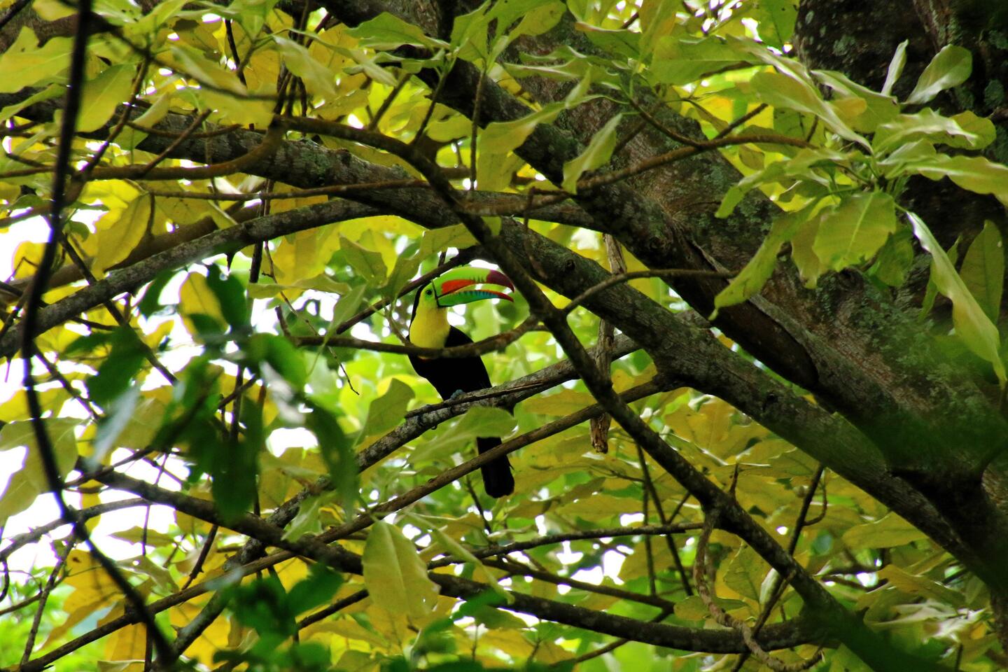 Keel-billed Toucan