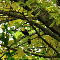 Keel-billed Toucan