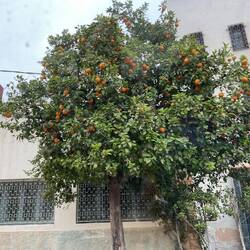 Oranges on all the trees