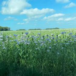 Hier blüht der Mohn - so besonders in weiß