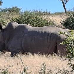 Breitmaulnashorn 🦏