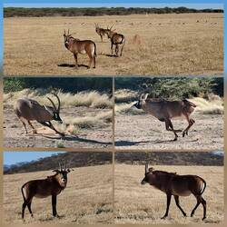 Pferdeantilope
