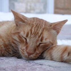 Katzen ...