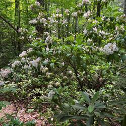 Mountain Laurel on Upper Creek Falls Hike