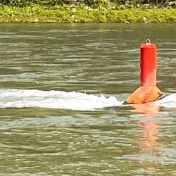 Starke Strömung im Mittelrhein - talwärts sind die roten Tonnen rechts vom Boot: "rot rechts runter"