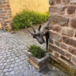 St. Goarshausen - die Kuh der kleinen Leute