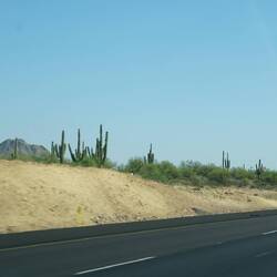 die ersten Saguarokakteen