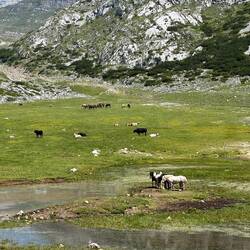 Pferde und Kühne teilen sich Wiese und Trinkstelle