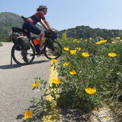 Gelbe Mohnblumen 💛