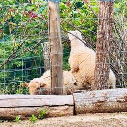 Hier wird nicht gehöggelt, das Schlaf ist schlau, denn...