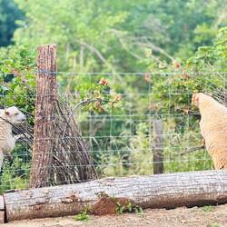...so kommt man besser an die köstlichen Johannisbeeren...😜