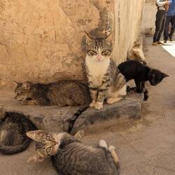 SO many cats in Fez. The Prophet was saved when a cat attacked a snake; people feed the street cats