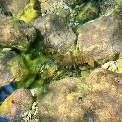 Und die Natur ist so intakt dass es sogar Flusskrebse gibt.
