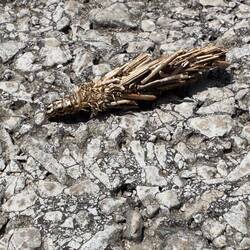 Ein Großer Sackträger. Witzige Raupe.