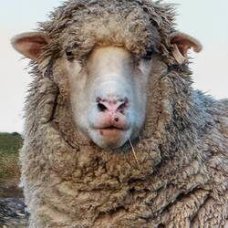 Merino or not? Chewing it over...