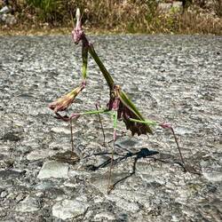 Hübsche Haubenfangschrecke