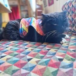 Mr Whiskers was not impressed with his new harness 😳