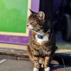Abby enjoying the evening sunshine on her 16th birthday 🤎🖤