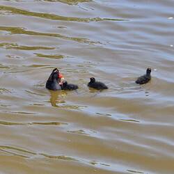What a privilege to have these cuties right outside our window 😍