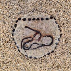Jelly fish on Fanore Beach