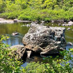 Die Enten am Sonnenbaden