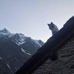 Flocki auf dem Dach ;)