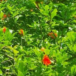 Blüten des Granatapfelbaumes