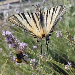 Wunderschöner Schmetterling mit einer Hummel🦋🪻
