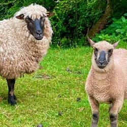 Cute sheep