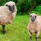 Cute sheep