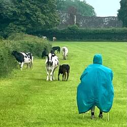 White Castle (another Marches castle) in the background with cow defense