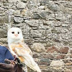 Falknerei mit Schleiereule