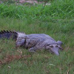 Das ist ein Süßwasserkrokodil, mit Schmalerer Schnauze