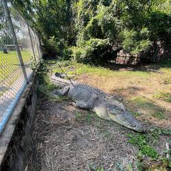 Brutus, das Croc am Campingplatz