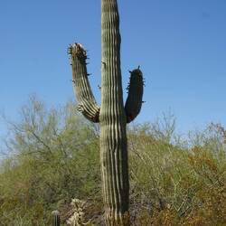 die können bis 200 Jahre alt werden, und noch viel größer!