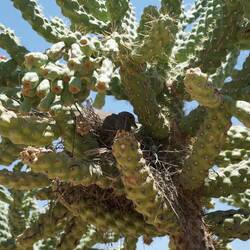 perfekt verstecktes Nest im Kaktus - hab es doch gefunden :)