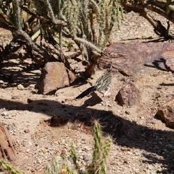 Roadrunner, leider nur von hinter, der Bursche war zu schnell - Runner halt :)