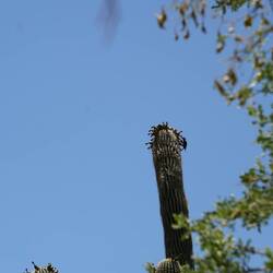 Ein Gilaspecht füttert