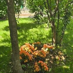Bégonias in the park, Martina Franca