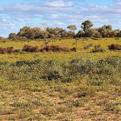 Look at the fence to see how high the water has been