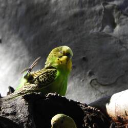 Budgie (at Kathleen Springs)