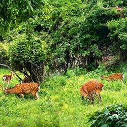 Blick vom Esstisch 🦌