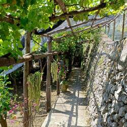 Good-quality supports for the vines 🤔