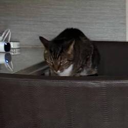 "This is ridiculous! I'm starving!!! 😾